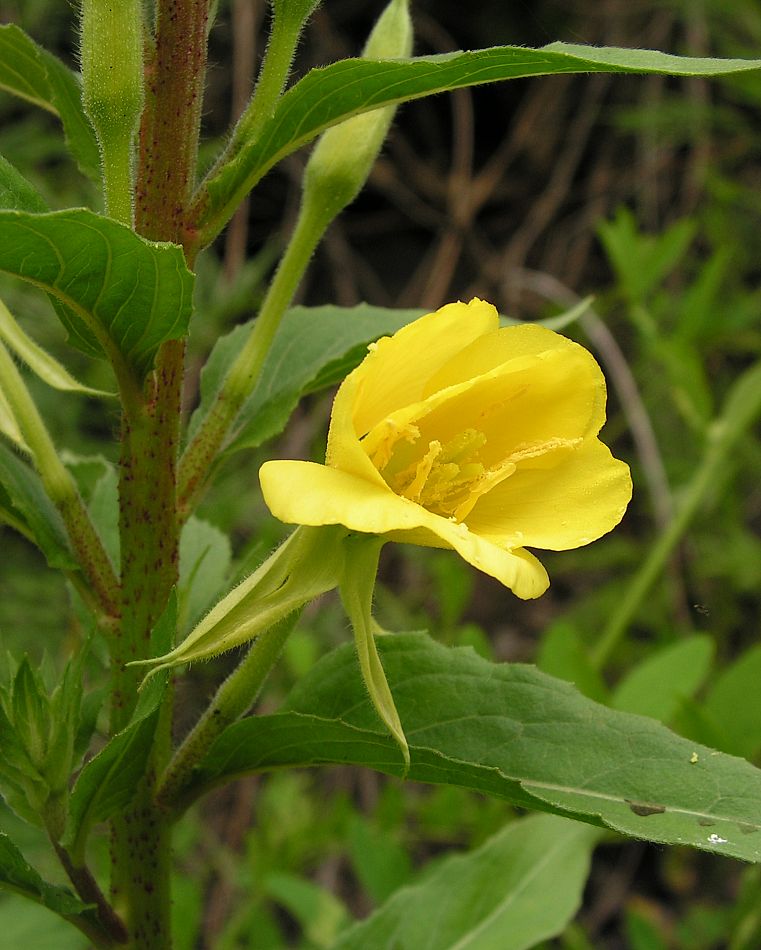 Image of Oenothera rubricaulis specimen.