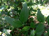 Clematis mandshurica