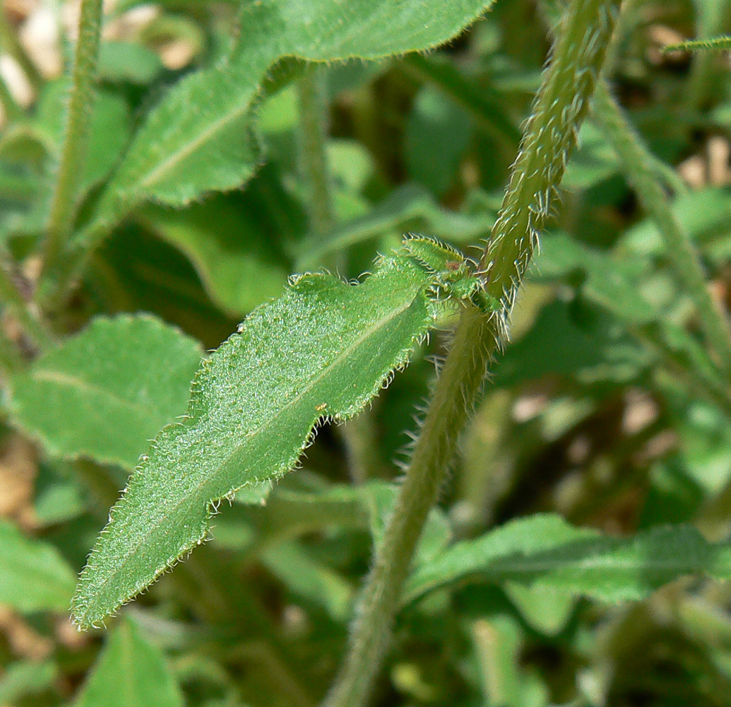 Изображение особи Campanula longistyla.