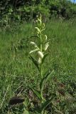 Cephalanthera damasonium. Цветущее растение. ФРГ, земля Северный Рейн-Вестфалия, р-н Ойскирхен, окр. г. Бад-Мюнстерайфель, поляна, окружённая зарослями кустарников. 29 мая 2010 г.