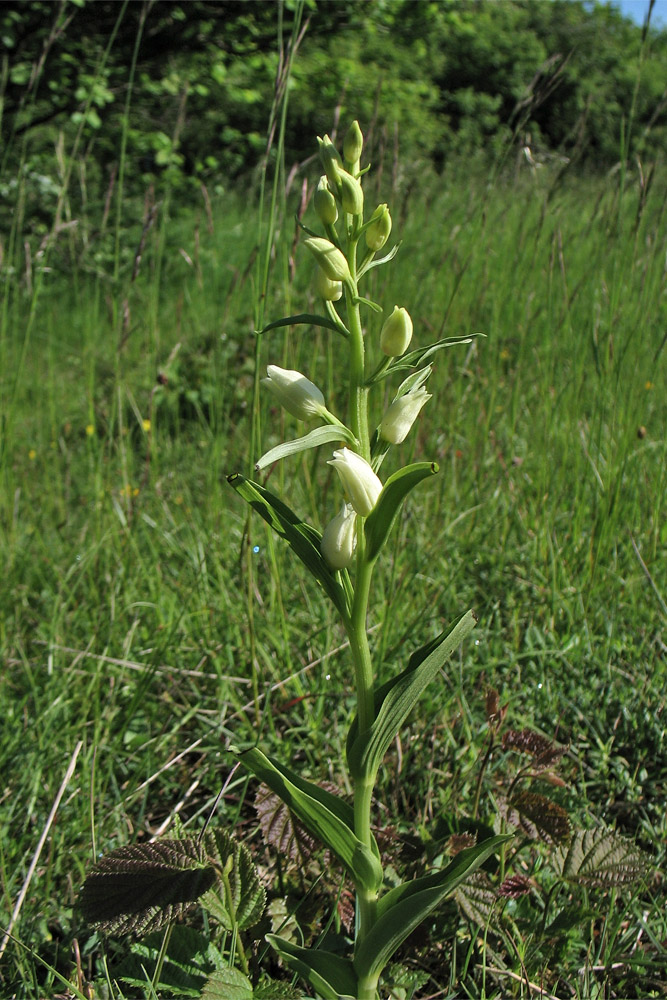 Изображение особи Cephalanthera damasonium.