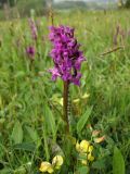 Dactylorhiza × aschersoniana. Цветущее растение. ФРГ, земля Северный Рейн-Вестфалия, р-н Ойскирхен, окр. г. Бланкенхайм, разнотравный луг на склоне с выходами грунтовых вод. 28 мая 2010 г.