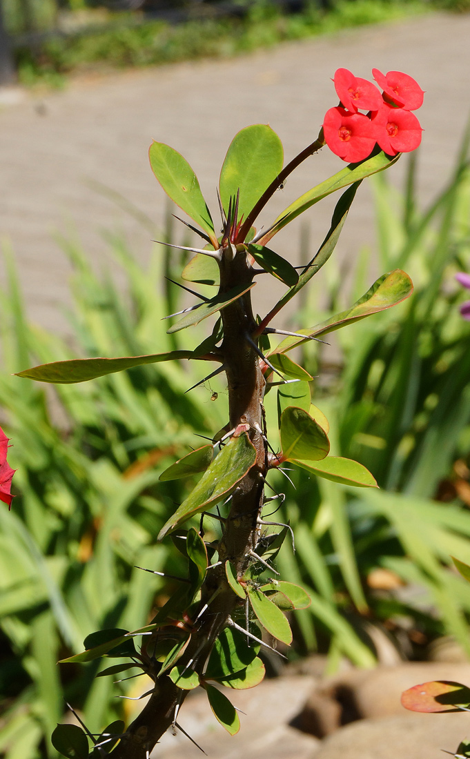 Изображение особи Euphorbia splendens.