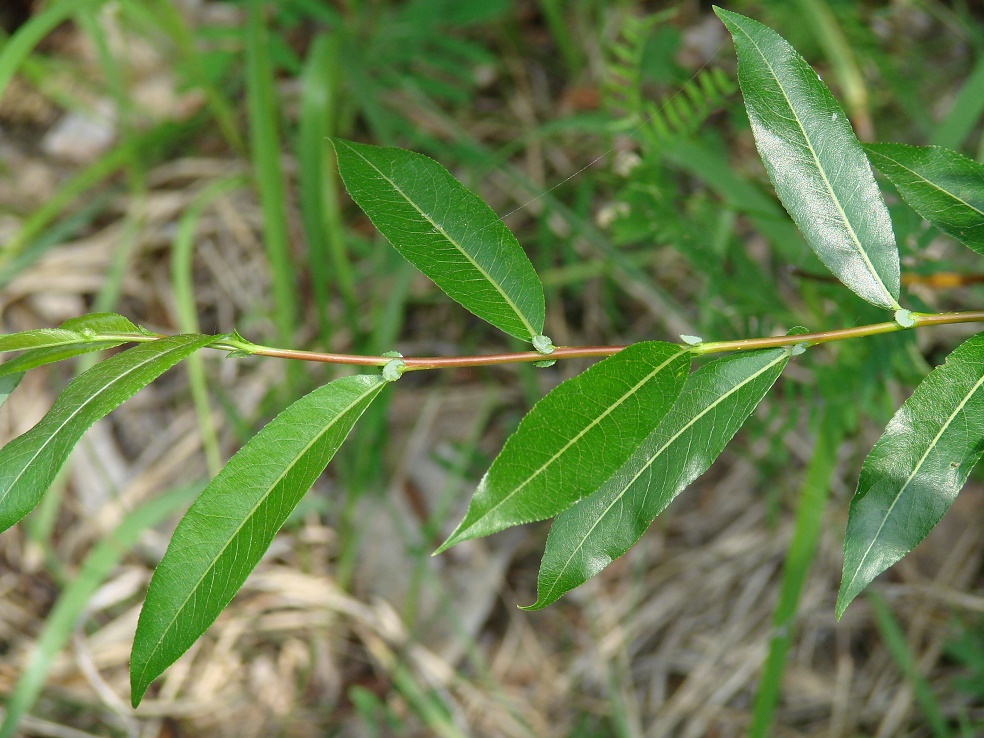 Image of Salix rorida specimen.