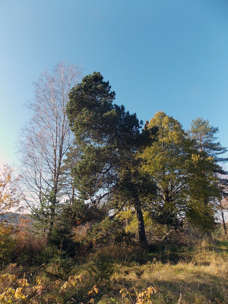 Изображение особи Pinus uncinata.