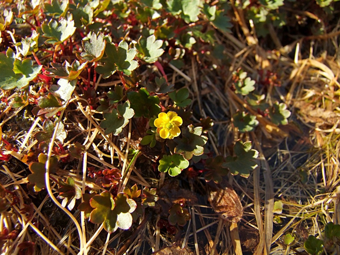 Изображение особи Ranunculus pygmaeus.