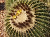 Echinocactus grusonii. Верхушка цветущего растения. Австралия, Новый Южный Уэльс, пос. Лайтнинг Ридж, питомник кактусов, основанный в 1966 г. Джоном и Элизабет Беван (Bevan). 14.09.2009.