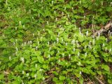 Maianthemum bifolium