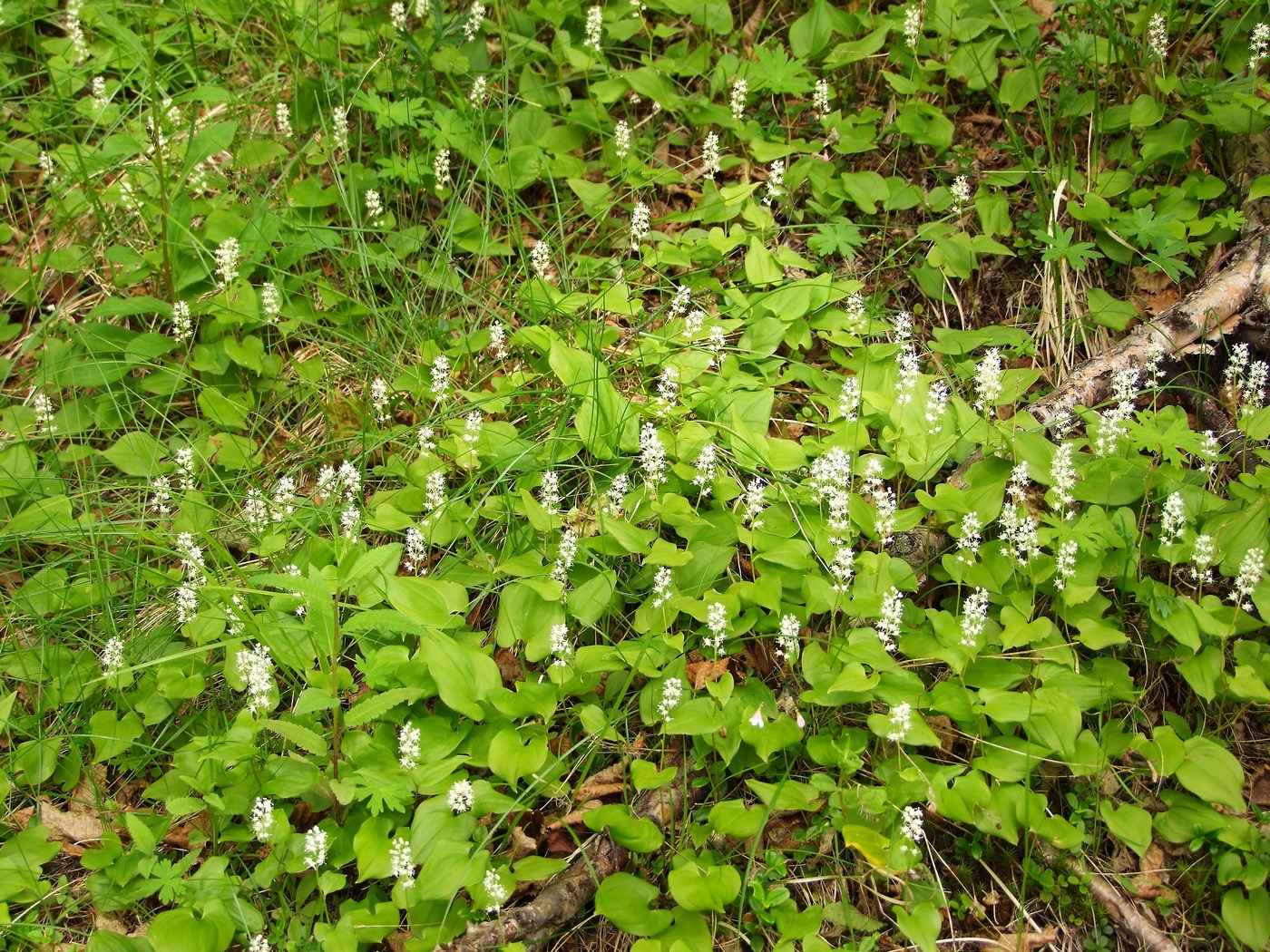 Изображение особи Maianthemum bifolium.