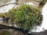 Glyceria notata