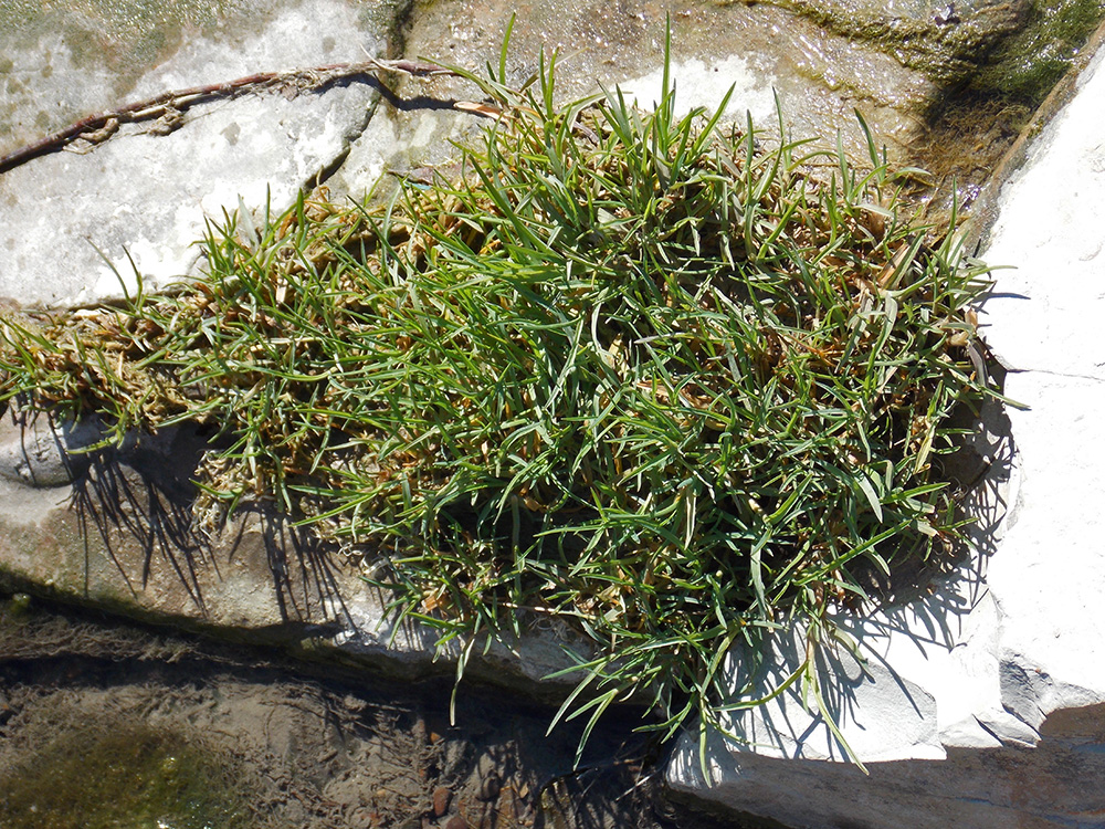 Image of Glyceria notata specimen.