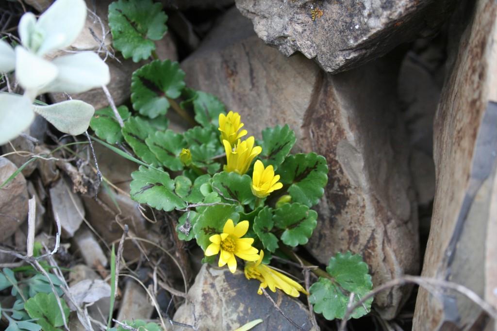 Image of Ficaria ficarioides specimen.