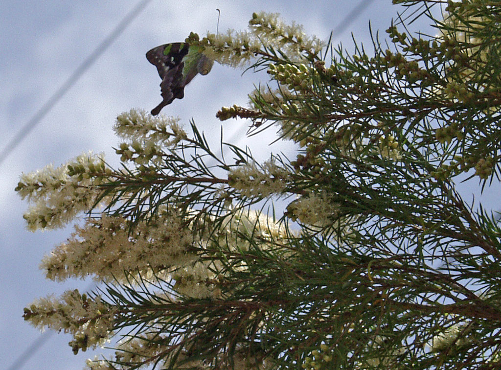 Image of Melaleuca linariifolia specimen.