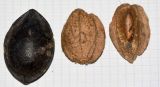 Terminalia catappa