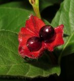 Lonicera involucrata
