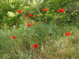 Papaver rhoeas. Цветущие растения. Украина, г. Запорожье, балка возле трассы на Васильевку, южнее Опытной станции, обочина дороги возле посадки. 03.06.2016.