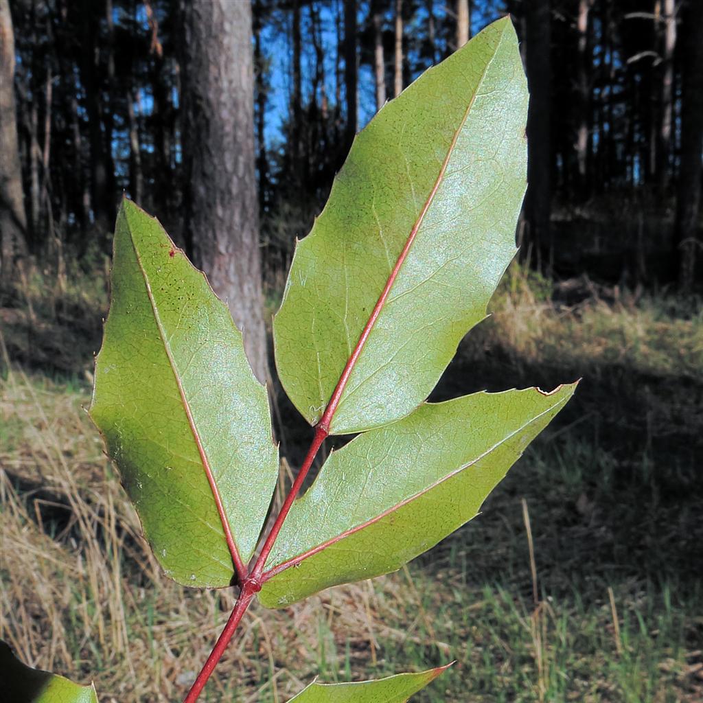 Изображение особи Mahonia aquifolium.