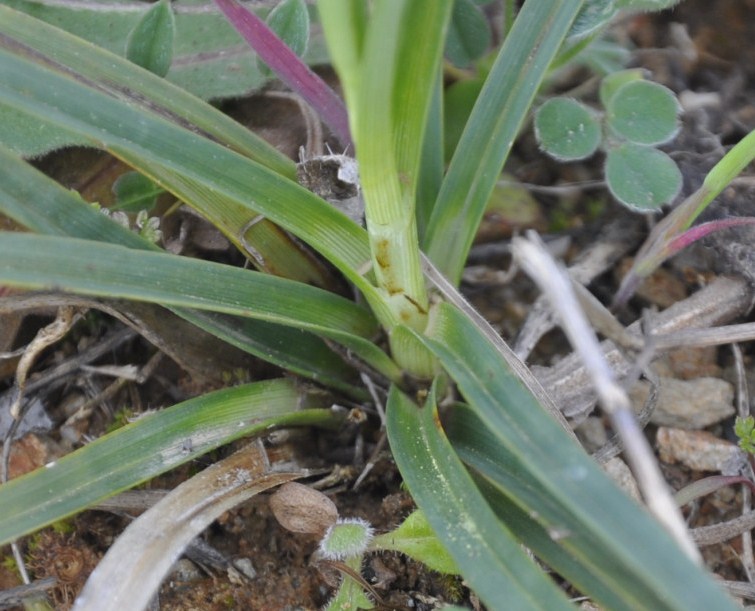 Image of genus Carex specimen.