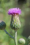 Cirsium ochrolepideum