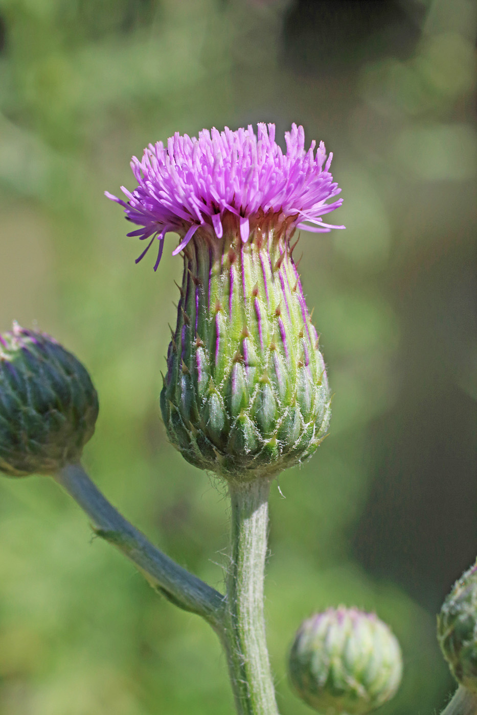 Изображение особи Cirsium ochrolepideum.