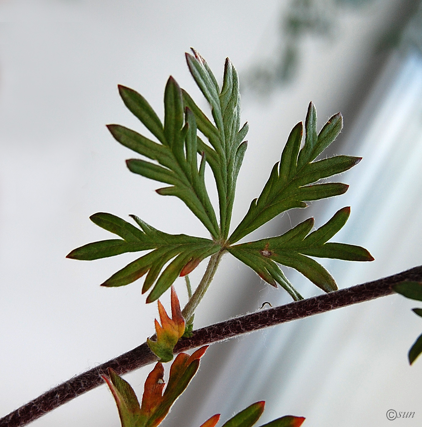 Изображение особи Potentilla argentea.