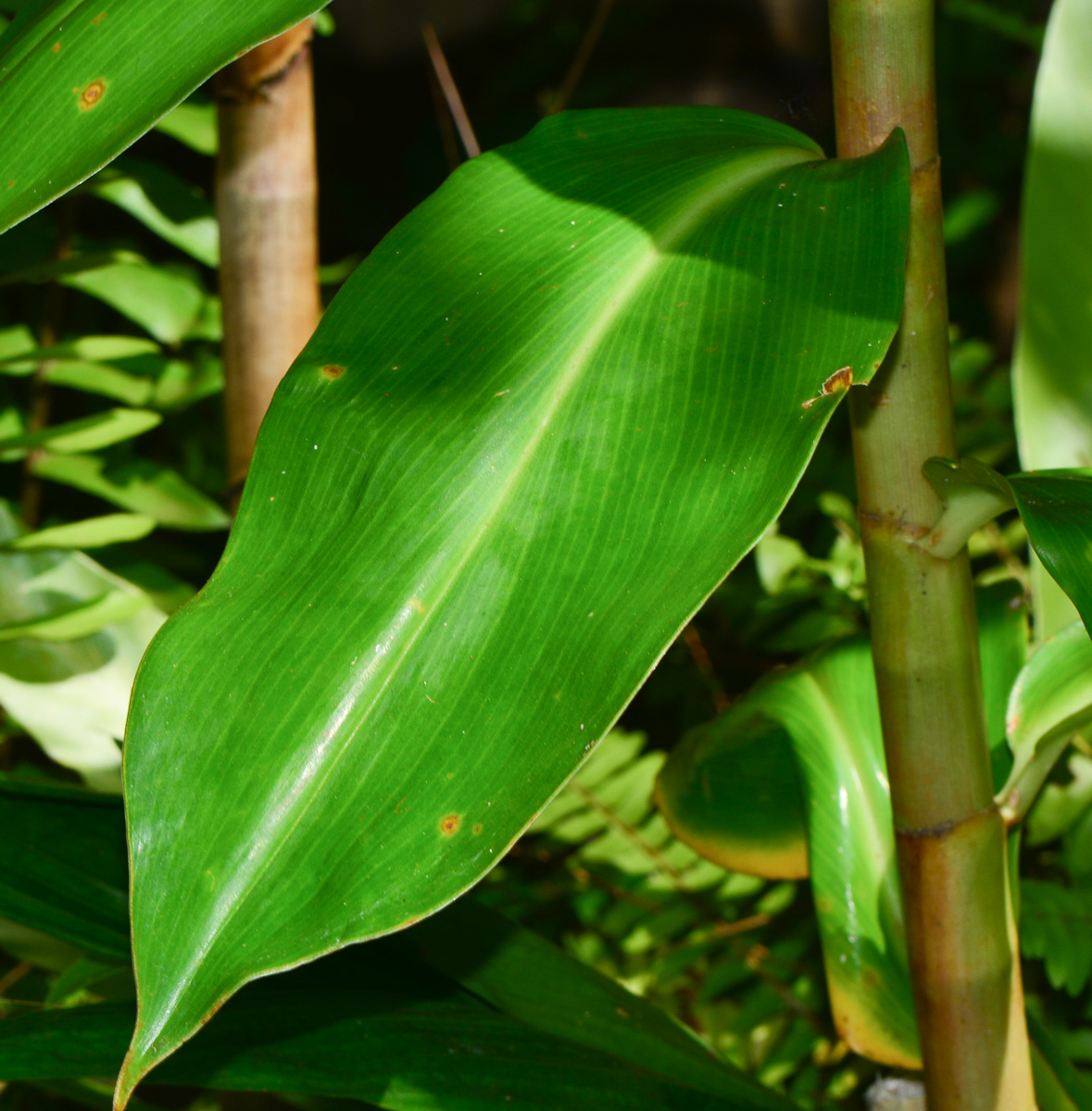 Изображение особи Hellenia speciosa.