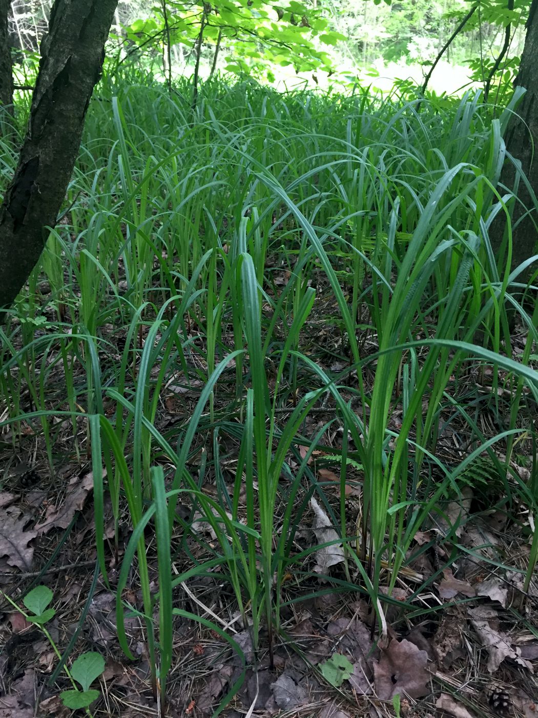 Изображение особи Carex pilosa.