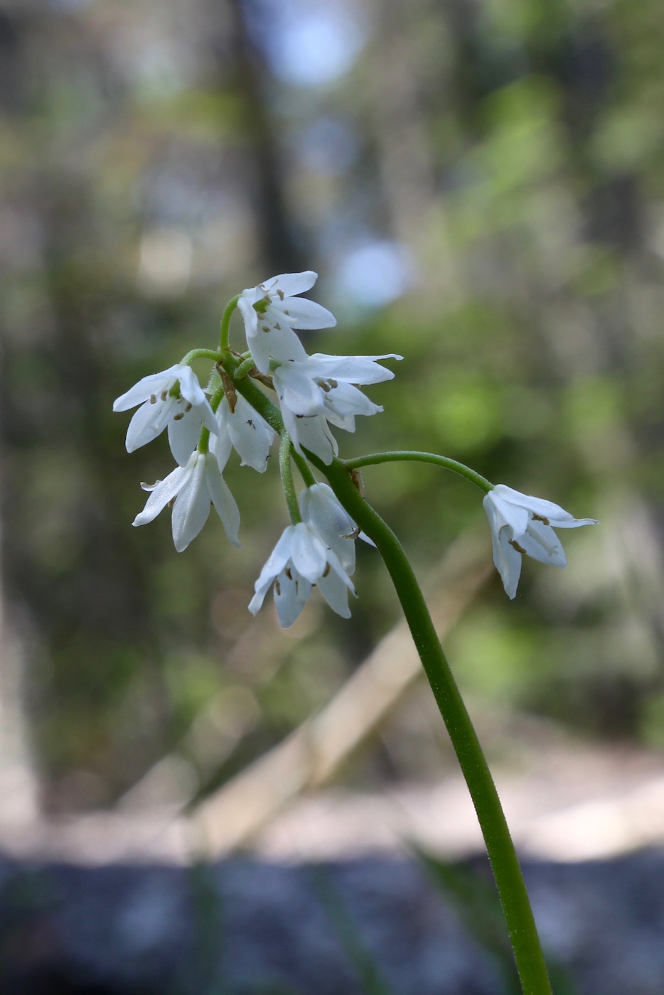 Image of Clintonia udensis specimen.