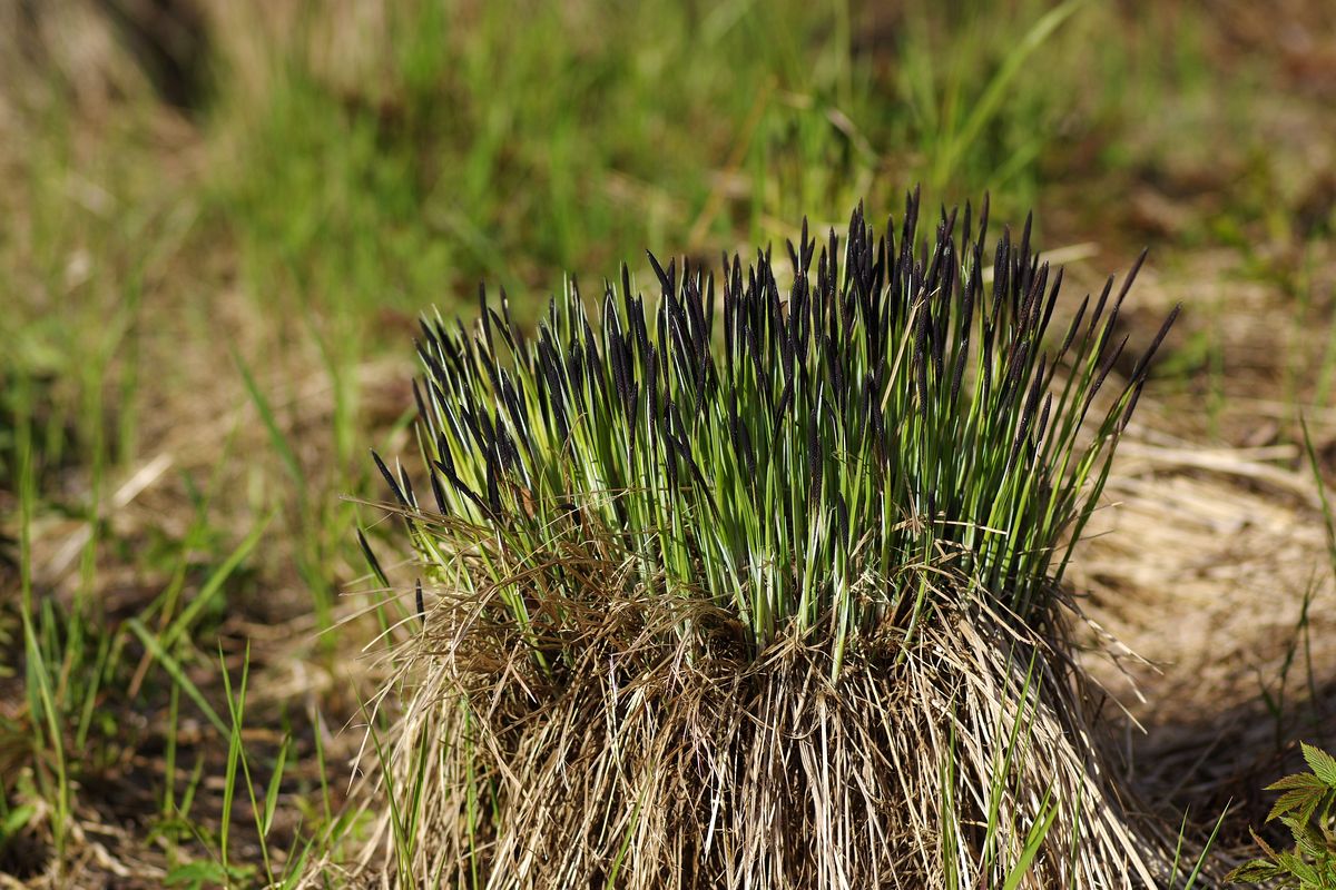 Изображение особи Carex cespitosa.