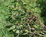Lonicera edulis. Ветви кустарника с соплодиями. Бурятия, южная часть Баргузинского хребта, берег р. Большой Чивыркуй. 16.07.2009.