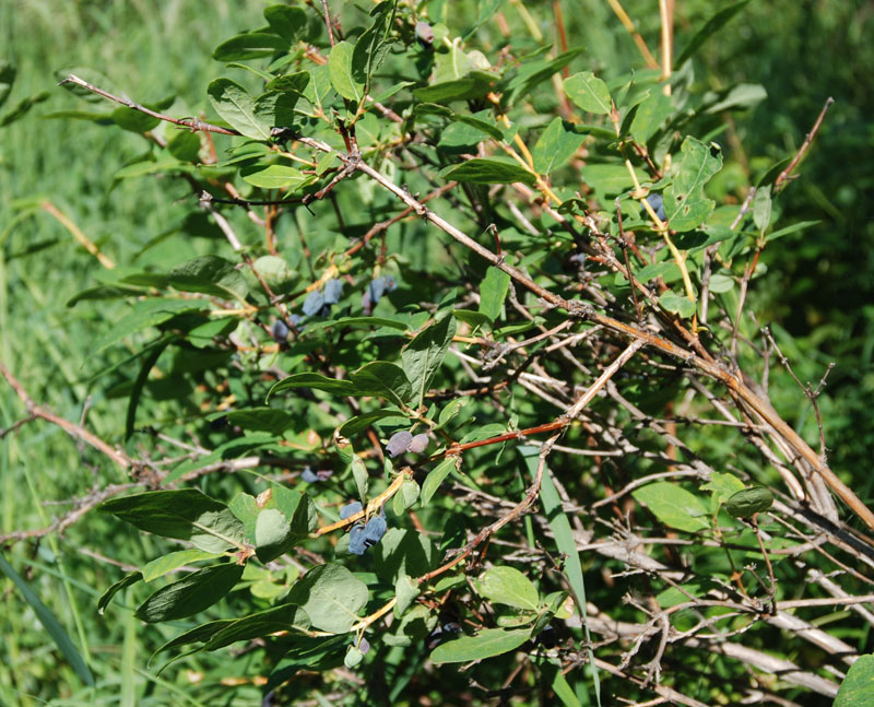 Изображение особи Lonicera edulis.