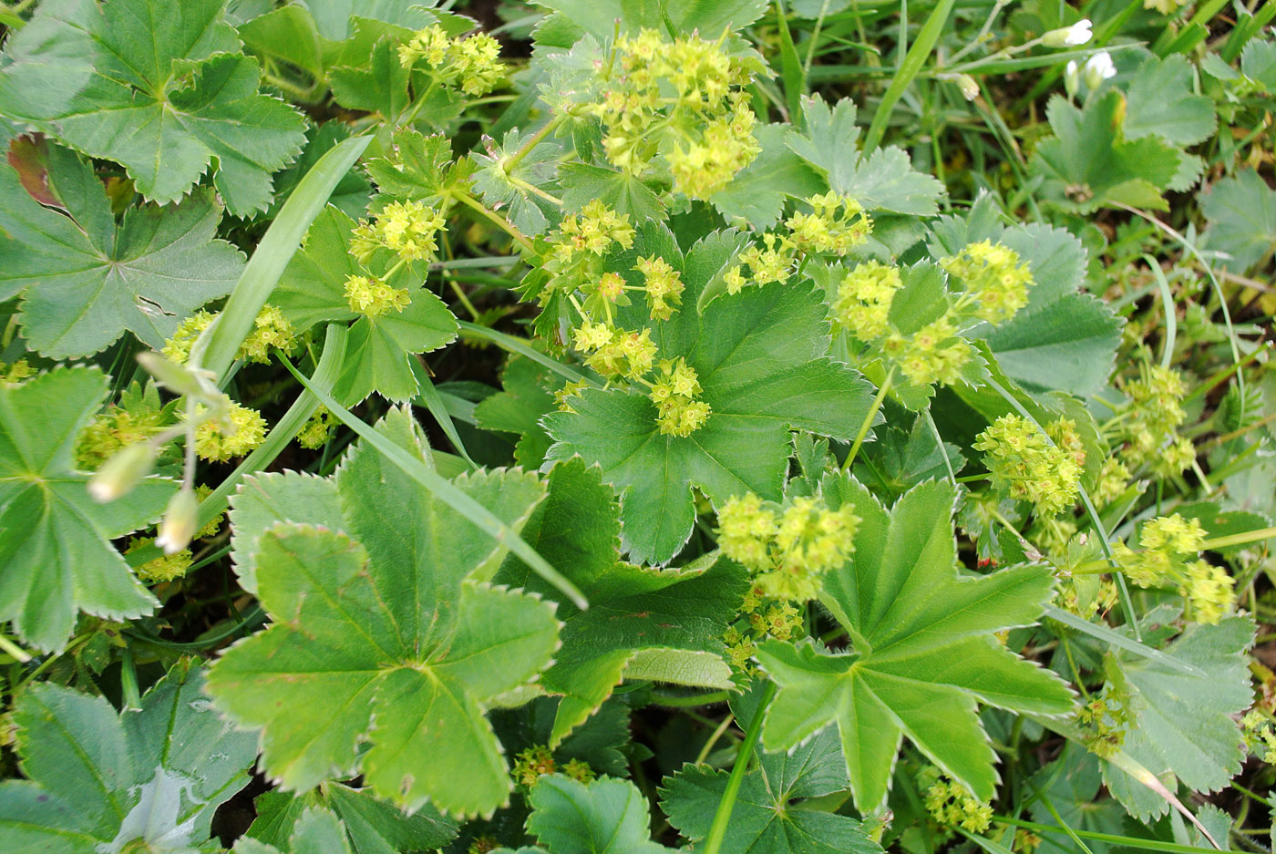 Изображение особи род Alchemilla.