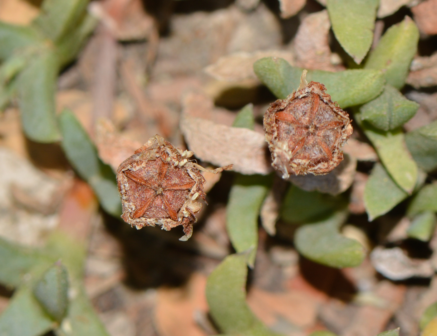 Image of Ruschia lineolata specimen.