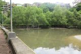 род Rhizophora
