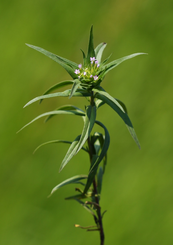 Изображение особи Collomia linearis.