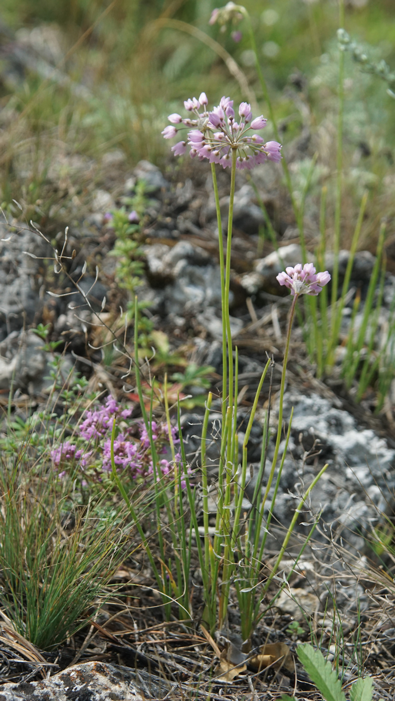 Изображение особи Allium rubens.