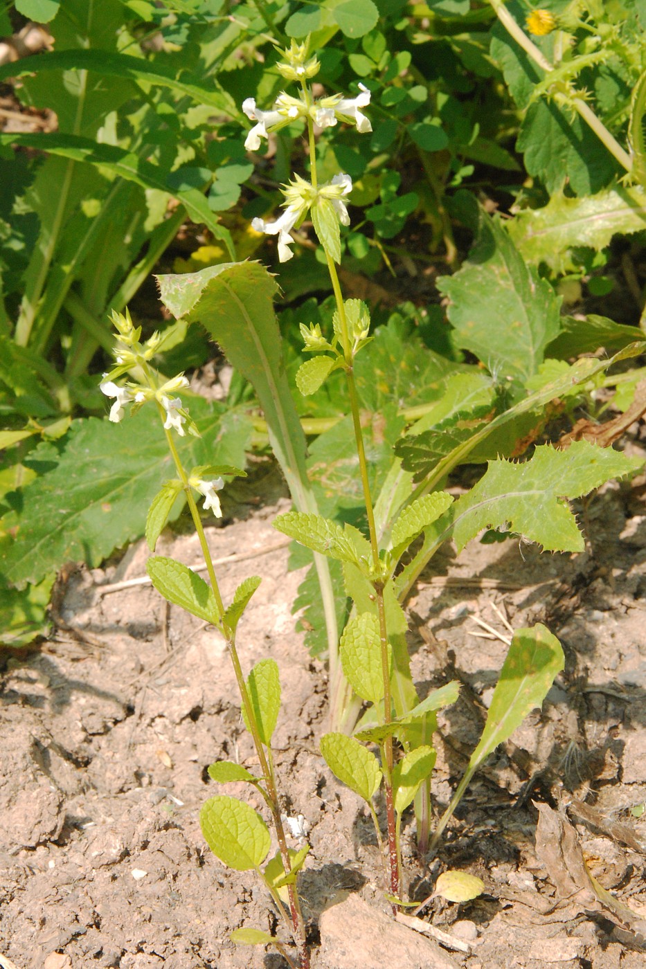 Image of Stachys annua specimen.