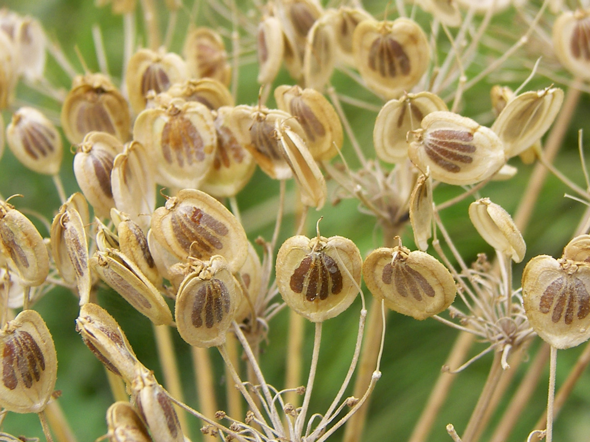 Изображение особи Heracleum leskovii.