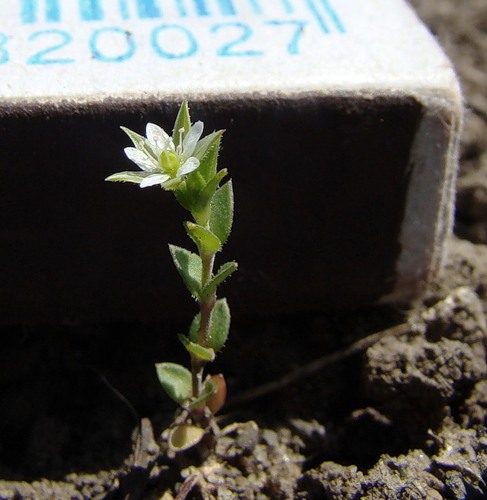 Изображение особи Arenaria uralensis.