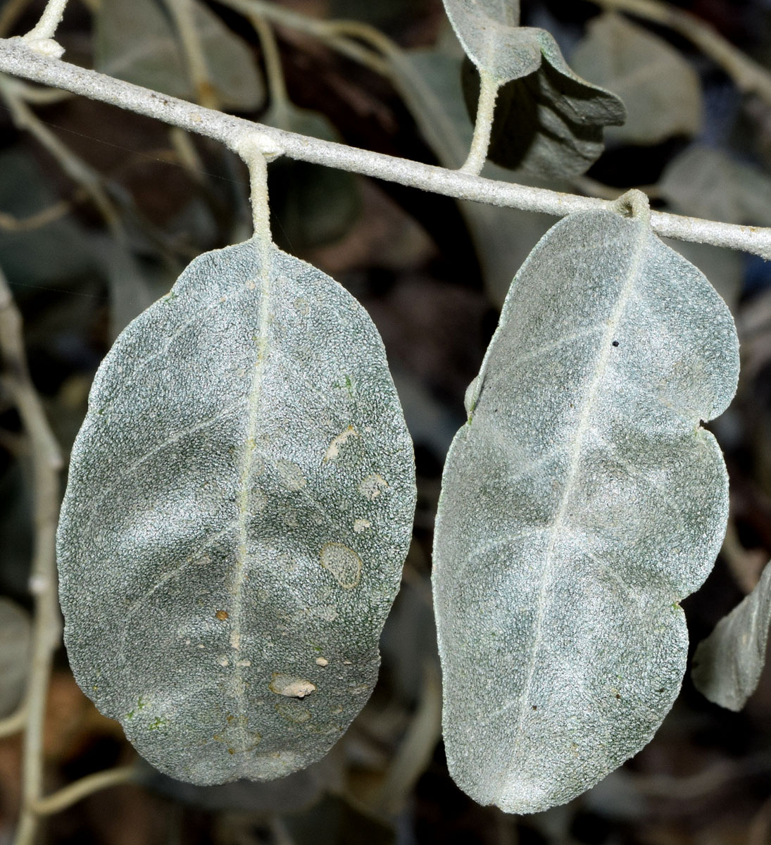 Image of genus Elaeagnus specimen.
