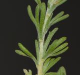 Eriocephalus africanus