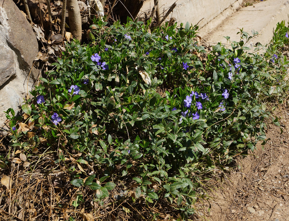 Image of Vinca minor specimen.