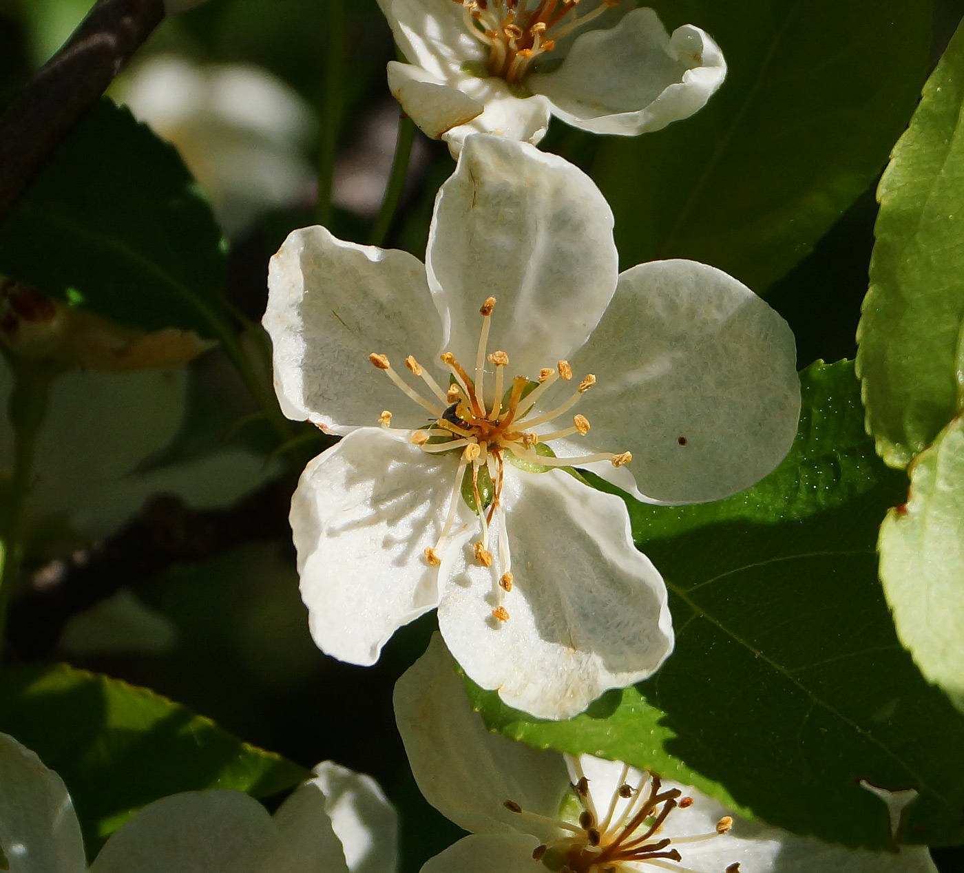 Изображение особи Malus baccata.