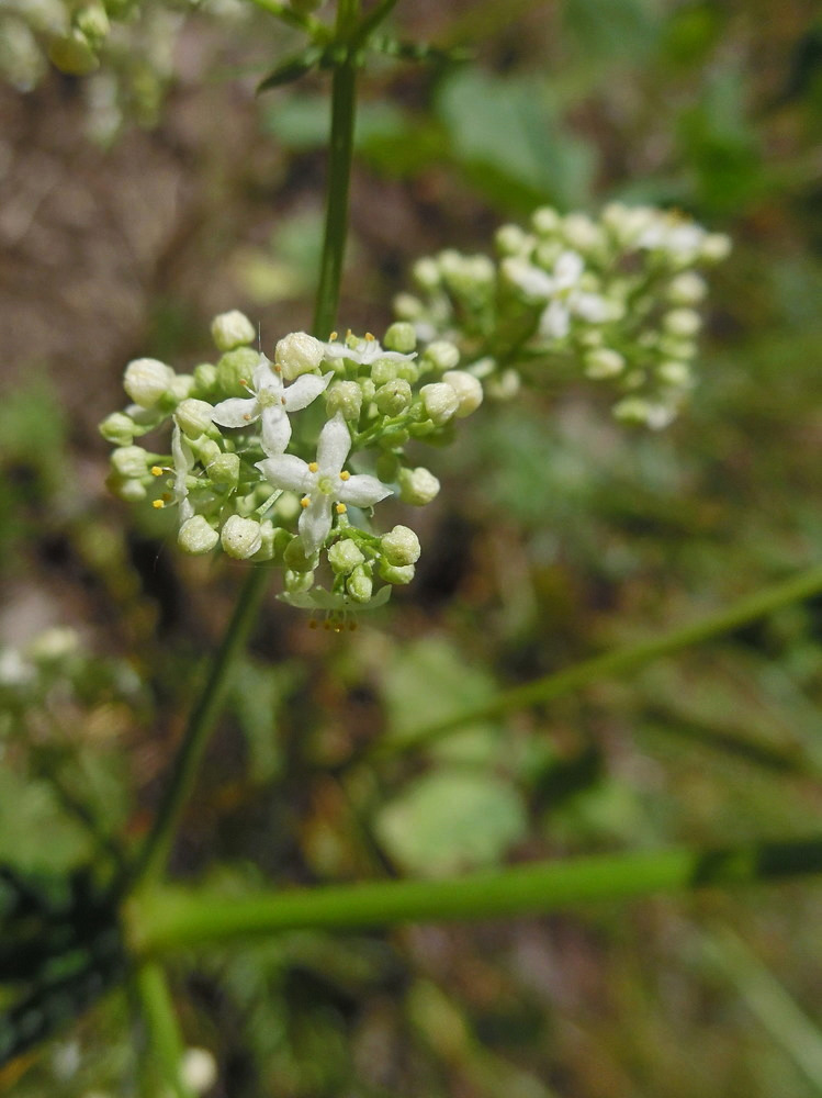 Image of Galium mollugo specimen.