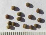Ononis arvensis