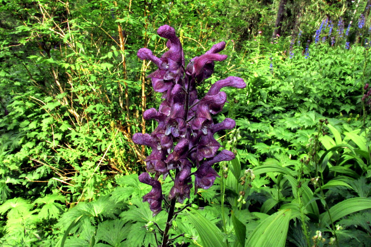 Image of genus Aconitum specimen.