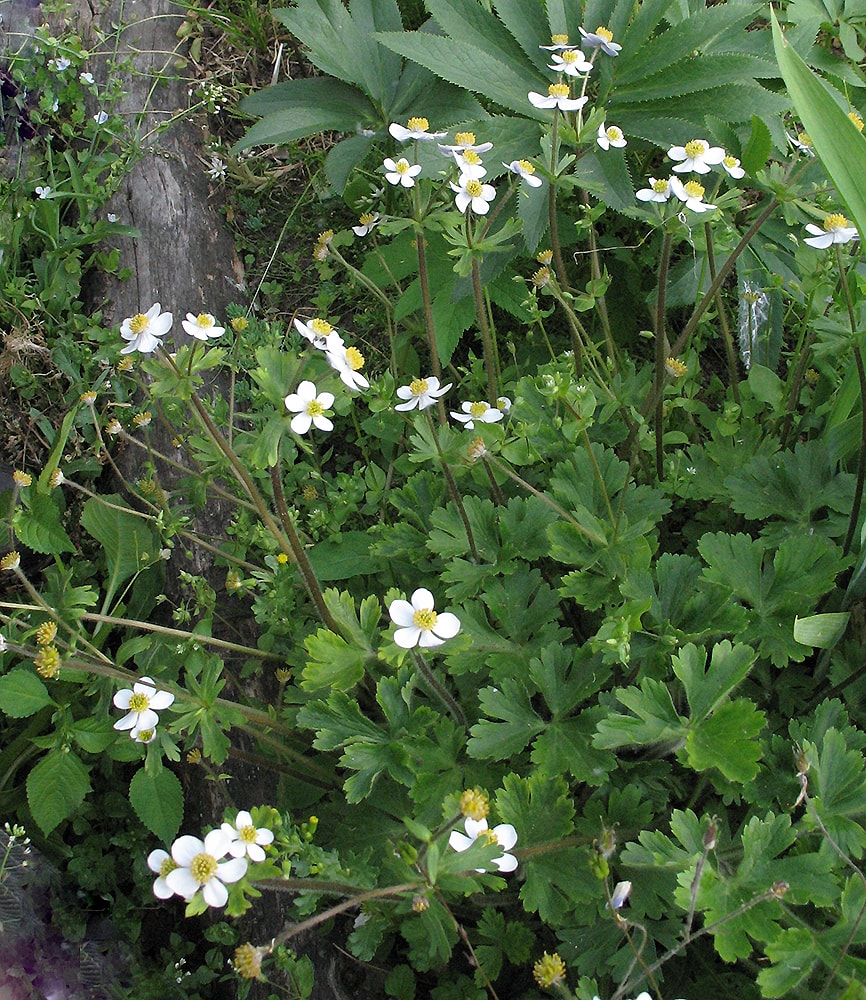 Image of genus Anemonastrum specimen.