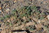 Salsola abrotanoides. Вегетирующие растения. Монголия, аймак Баян-Улгий, берег оз. Дунд-Нуур, ≈ 2100 м н.у.м., каменистый сухой склон. 12.06.2017.