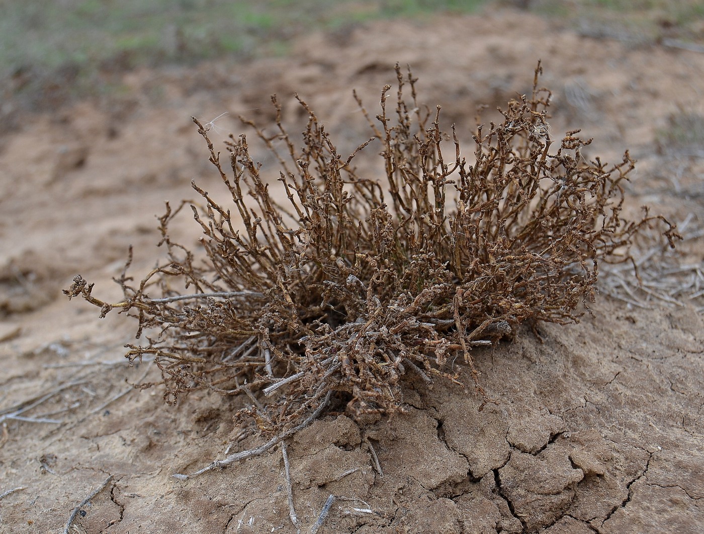 Image of Anabasis salsa specimen.