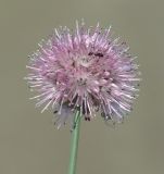 Allium splendens